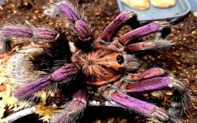 PAMPHOBETEUS SP MACHALLA TARANTULA